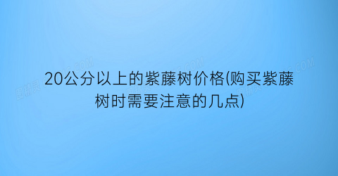 20公分以上的紫藤树价格(购买紫藤树时需要注意的几点)