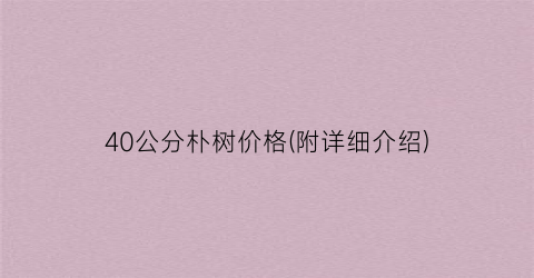 40公分朴树价格(附详细介绍)