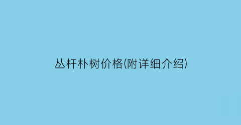 丛杆朴树价格(附详细介绍)