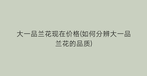 大一品兰花现在价格(如何分辨大一品兰花的品质)
