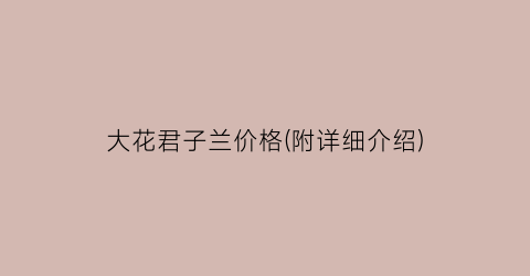 大花君子兰价格(附详细介绍)