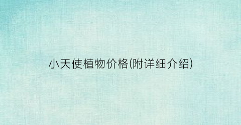小天使植物价格(附详细介绍)