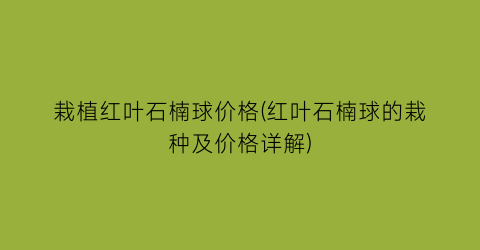 “栽植红叶石楠球价格(红叶石楠球的栽种及价格详解)