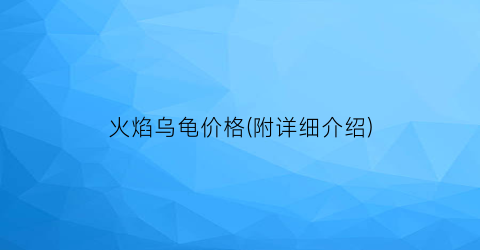 火焰乌龟价格(附详细介绍)
