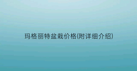 玛格丽特盆栽价格(附详细介绍)