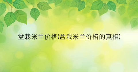 盆栽米兰价格(盆栽米兰价格的真相)