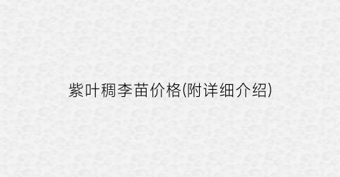 紫叶稠李苗价格(附详细介绍)