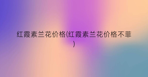红霞素兰花价格(红霞素兰花价格不菲)
