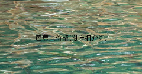 芭蕉虫价格(附详细介绍)