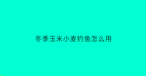 冬季玉米小麦钓鱼怎么用