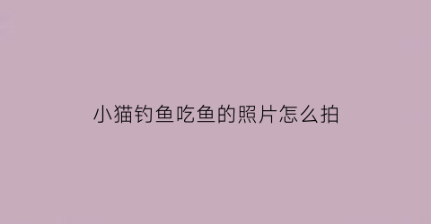 “小猫钓鱼吃鱼的照片怎么拍(小猫钓鱼吃鱼的照片怎么拍好看)