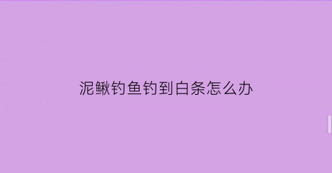 泥鳅钓鱼钓到白条怎么办(泥鳅钓鱼钓到白条怎么办呢)