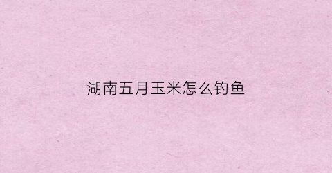 湖南五月玉米怎么钓鱼(五月钓鱼用什么打窝)