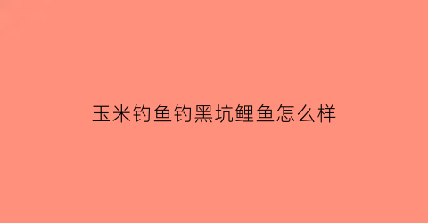 玉米钓鱼钓黑坑鲤鱼怎么样