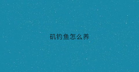 矶钓鱼怎么养(矶钓怎么玩)