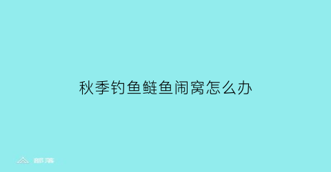 秋季钓鱼鲢鱼闹窝怎么办(秋季野钓鲢鱼怎么钓)