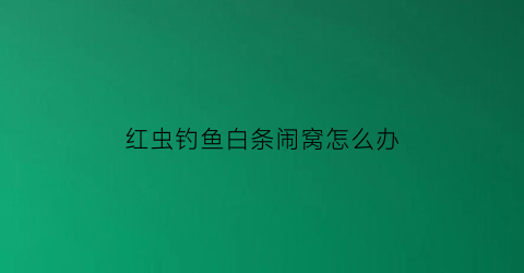 “红虫钓鱼白条闹窝怎么办(用红虫可以钓白条吗)