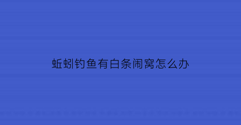 蚯蚓钓鱼有白条闹窝怎么办(钓鱼上蚯蚓)