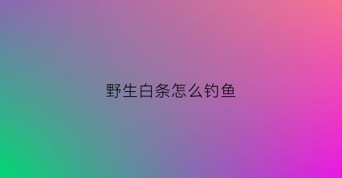 野生白条怎么钓鱼