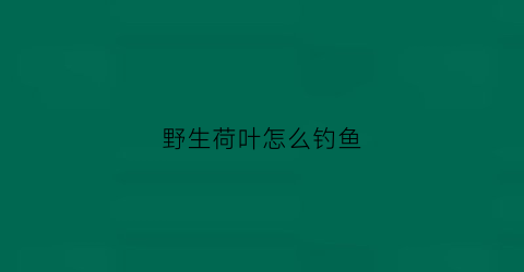 野生荷叶怎么钓鱼(钓荷叶洞技巧)