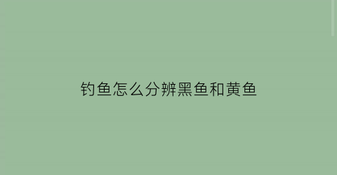 “钓鱼怎么分辨黑鱼和黄鱼(怎么分辨黑鱼是否是野生的)