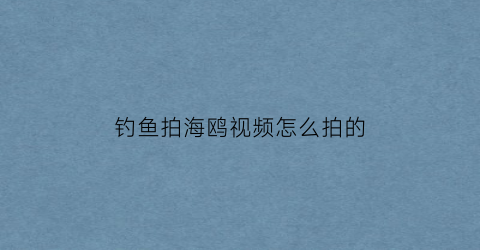 钓鱼拍海鸥视频怎么拍的(我要拍海鸥视频怎么拍)