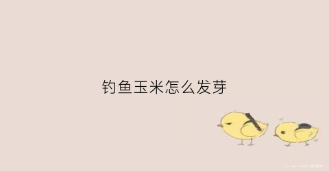 钓鱼玉米怎么发芽(玉米怎样发芽钓草鱼)