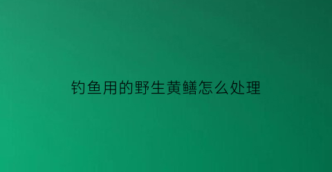 钓鱼用的野生黄鳝怎么处理