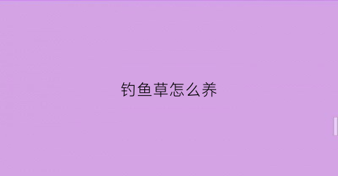 钓鱼草怎么养(钓鱼草图片)