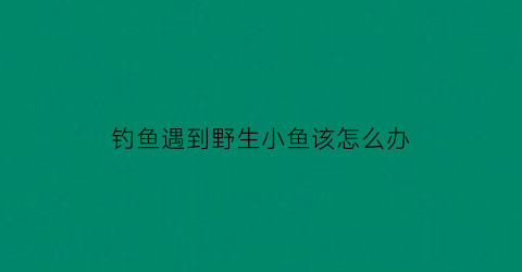 钓鱼遇到野生小鱼该怎么办(钓野生小鱼用什么饵料最好)