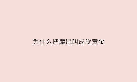 为什么把麝鼠叫成软黄金(麝鼠的麝香)