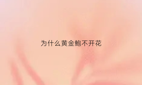 为什么黄金鲍不开花