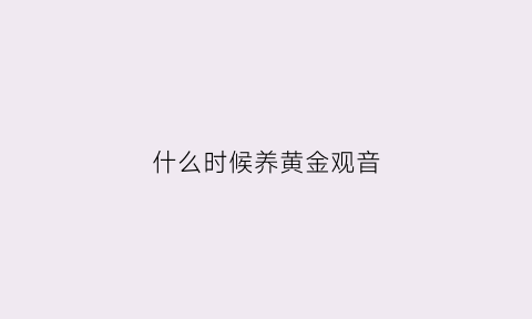 什么时候养黄金观音