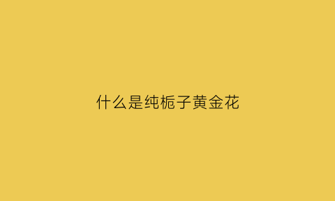 什么是纯栀子黄金花(黄金栀子有什么功效)