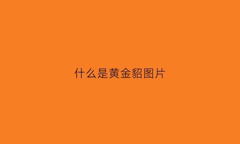 什么是黄金貂图片(什么叫黄金貂)