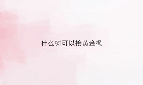 什么树可以接黄金枫(黄金枫树苗)