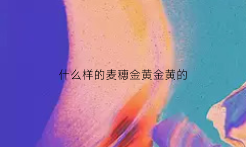 什么样的麦穗金黄金黄的