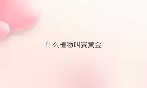 什么植物叫赛黄金(黄的赛金的赛是什么意思)