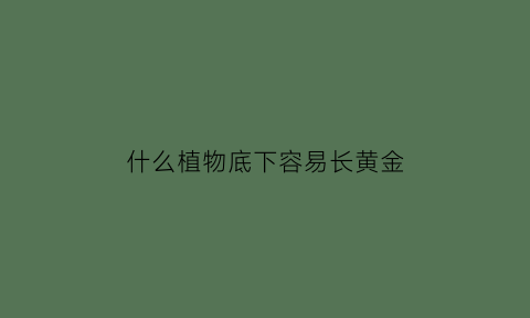 什么植物底下容易长黄金(什么植物下面有金矿)