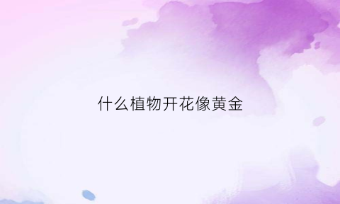 什么植物开花像黄金