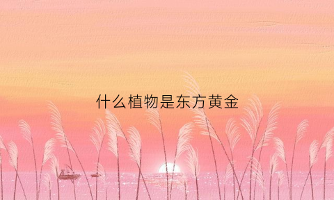 什么植物是东方黄金(什么植物是东方黄金的)