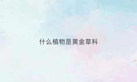 什么植物是黄金草科(黄金草有什么寓意)