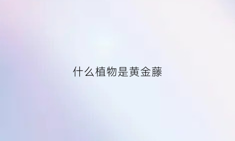 什么植物是黄金藤