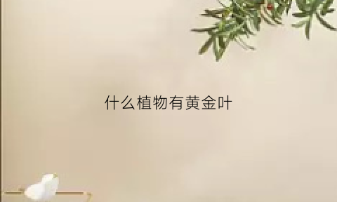 什么植物有黄金叶(什么植物含有黄金)