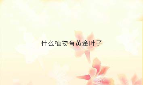 什么植物有黄金叶子(什么植物下有黄金)