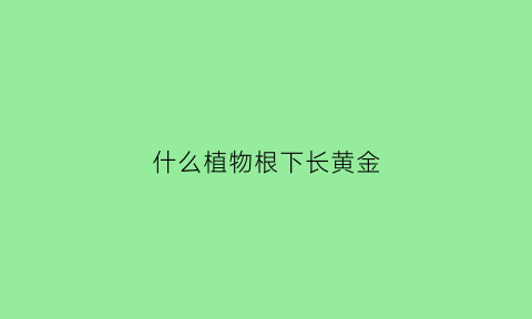 什么植物根下长黄金