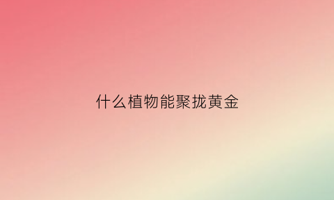 什么植物能聚拢黄金