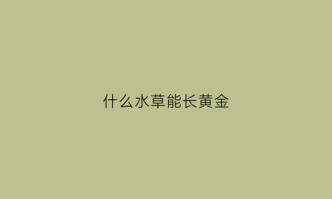 什么水草能长黄金