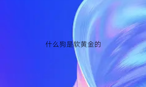 什么狗是软黄金的(什么狗的毛软)