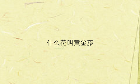 什么花叫黄金藤(黄金藤到底是什么)